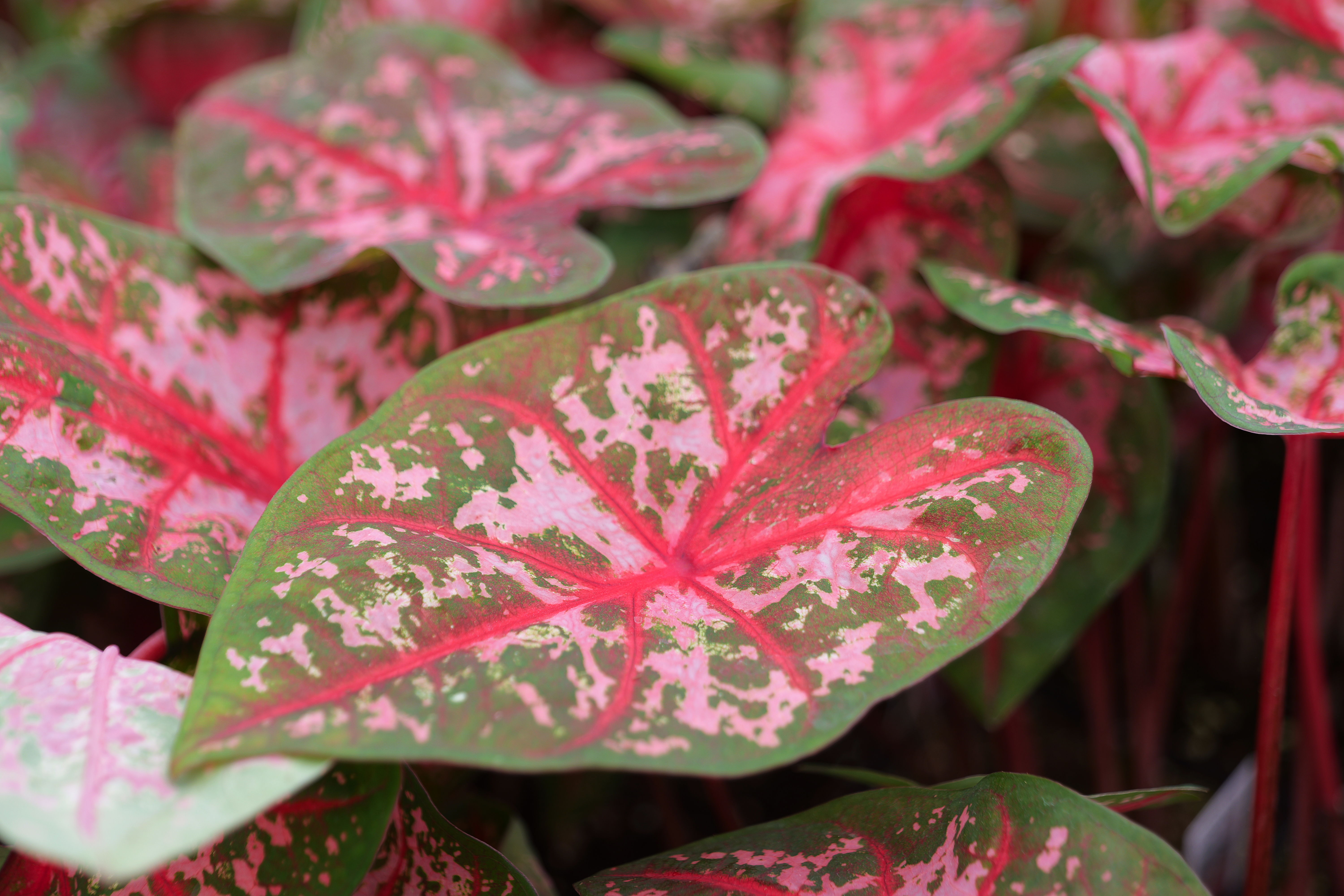 Plant with speckled pink and green leaves